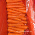 New Harvest Good Quality of Fresh Carrot